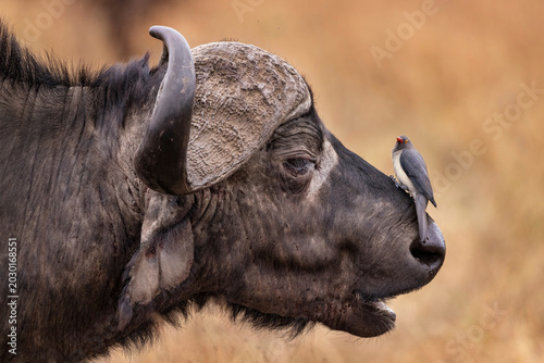 Buffalo with oxpecker in Ngorongoro Crater, Tanzania