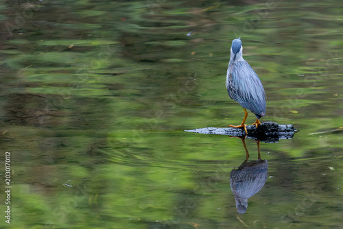 Photos Striated Heron Butorides striata on water with clear reflection