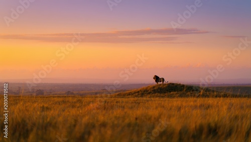 Majestic Lion at Sunset