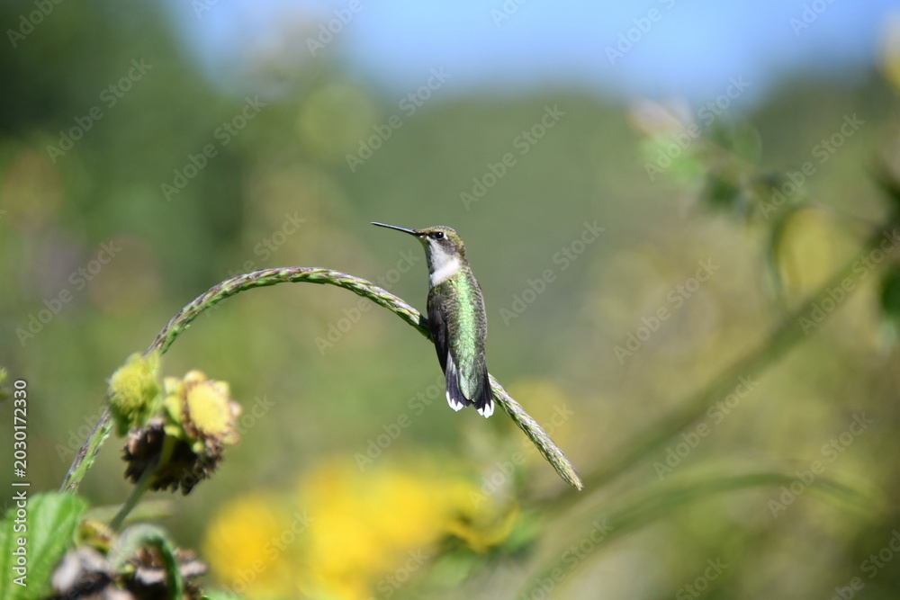 Fototapeta premium Hummingbird on Stalk of Porterweed False Vervain with Copy Space