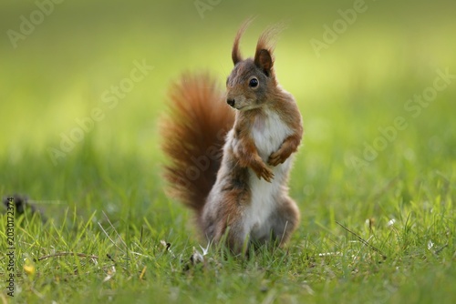 Squirrel (Sciurus vulgaris) standing in a meadow, Germany