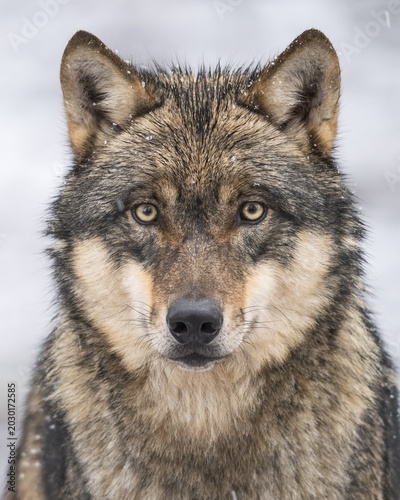 Gray wolf (Canis lupus), portrait, winter, Neuhaus, Lower Saxony, Germany