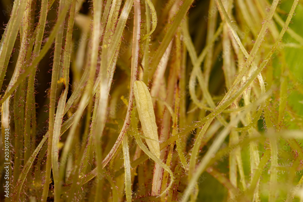 Fototapeta premium Corn pollen and silk on ear of corn. Pollination, grain farming and agriculture concept.