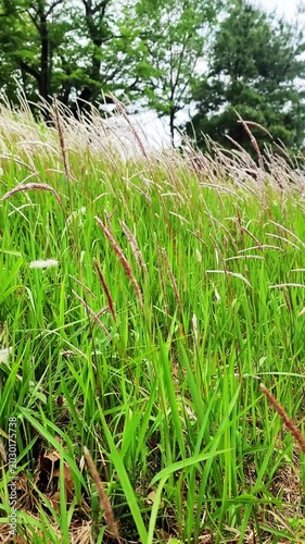 イネ科の多年草・チガヤ・Imperata cylindrica／쌀과의 다년초 · 치가야 · Imperata cylindrica／Imperata cylindrica, a perennial grass belonging to the Poaceae family.