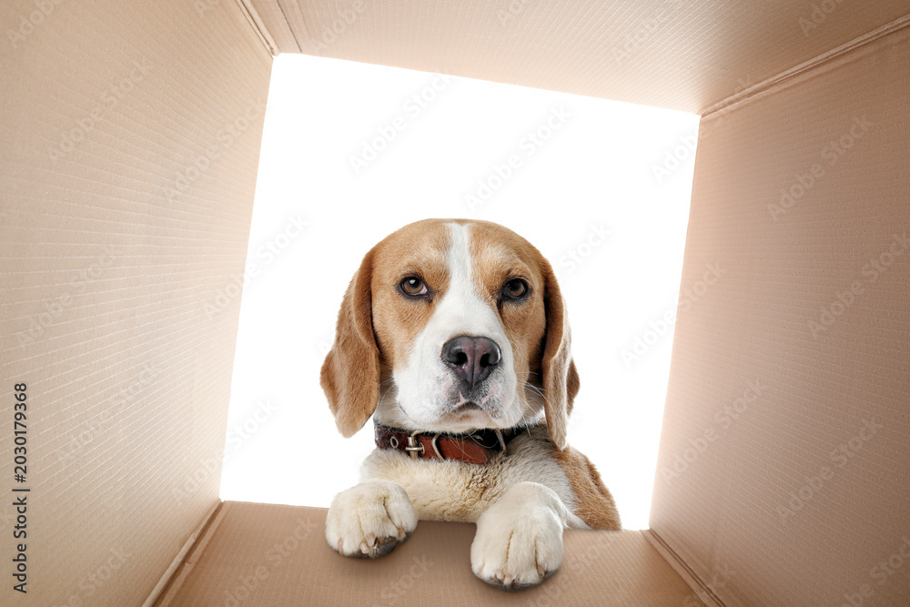 Obraz premium Cute beagle dog looking into cardboard box, view from inside package