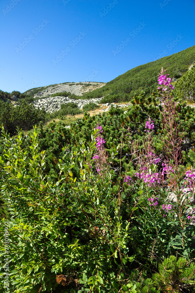 Obraz premium Landscape of Rila mountain Around Musala peak, Bulgaria