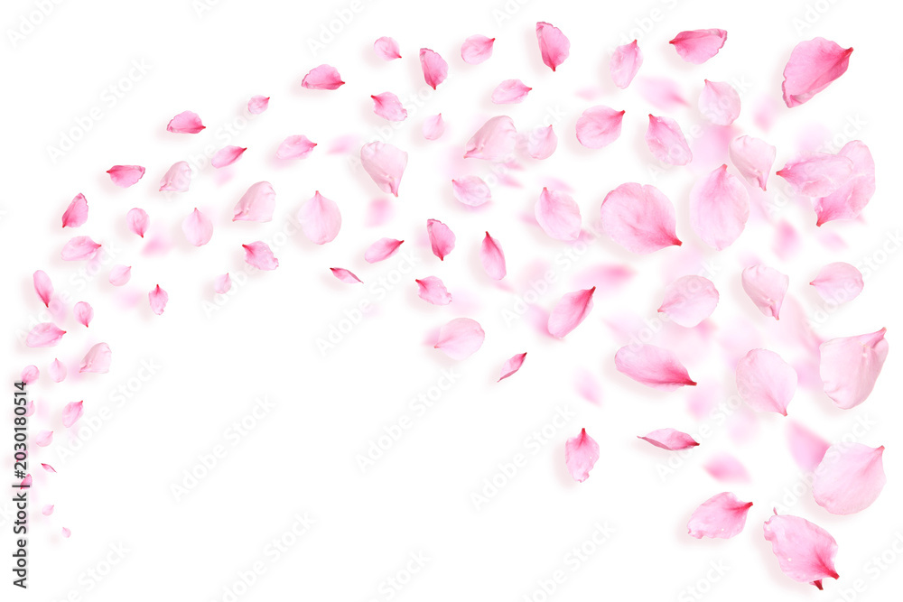 Fototapeta premium Pink sakura petals flying on transparent background