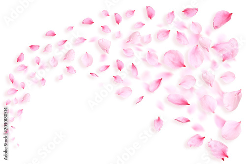 Pink sakura petals flying on transparent background