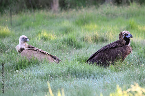 european black vulture in the wild