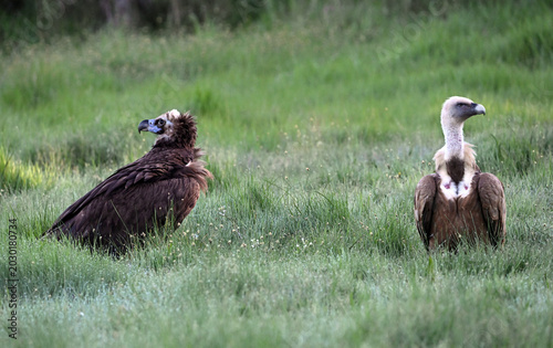 european black vulture in the wild