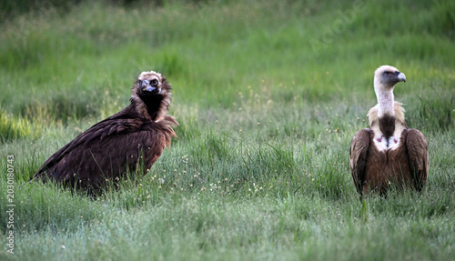 european black vulture in the wild