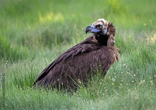 european black vulture in the wild