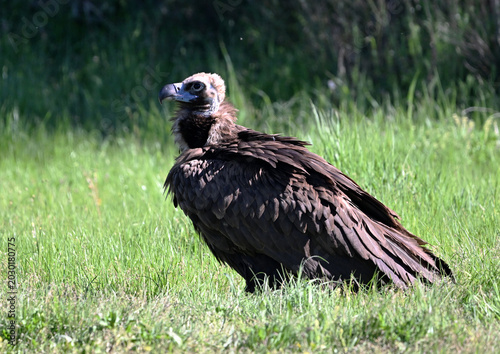 european black vulture in the wild