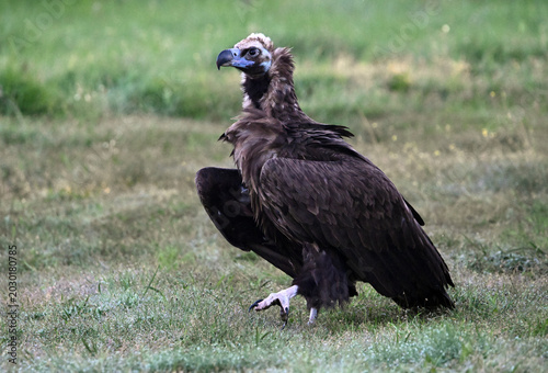 european black vulture in the wild