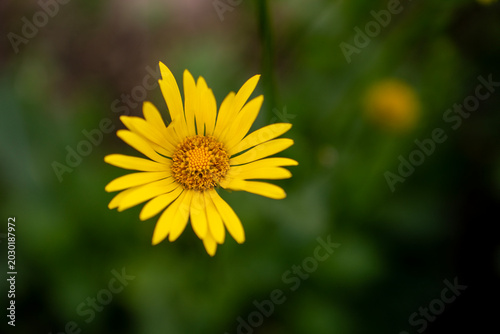 Tableau sur toile Top view close-up of a yellow leopard's bane flower growing in a garden with a soft blurred green grass background, representing spring blooming and floral beauty