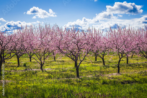 Foto Pink peach orchard (Prunus persica) in full spring bloom under a blue sky in Niagara-on-the-Lake, Ontario, Canada