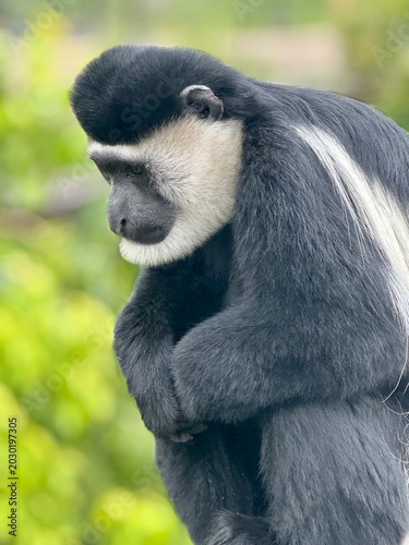 Photos Eastern black and white colobus monkey