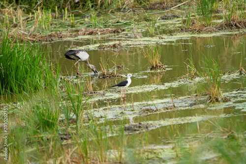 Wetland bird habitat, wading bird in marsh pond, green grass and water plants