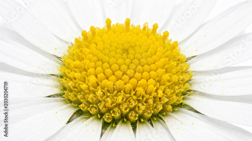Close-up of a beautiful white daisy flower with a vibrant yellow center, showcasing intricate floral details and natural beauty.