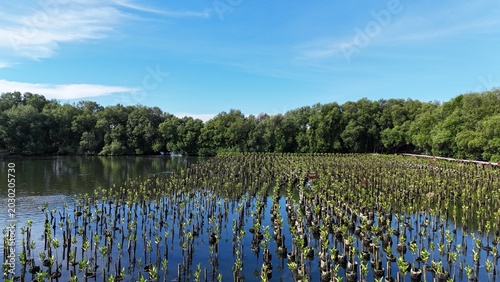 Photos A high-angle view captures a thriving mangrove plantation where countless young