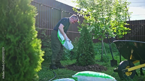 Professional landscaper carefully pouring pine bark mulch from a bag around the base of a newly planted thuja tree to protect the roots and enrich the soil on a sunny day in a green garden