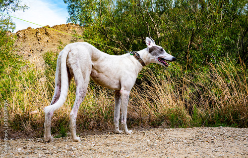 Cuadro en lienzo white greyhound dog in nature hiking walking