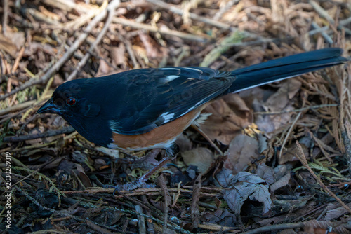 Eastern Towhee on the ground