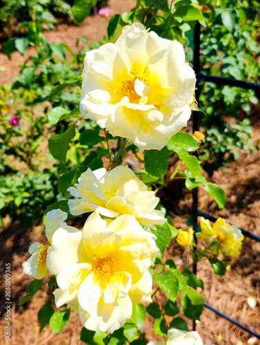 Sky's The Limit Climbing Rose