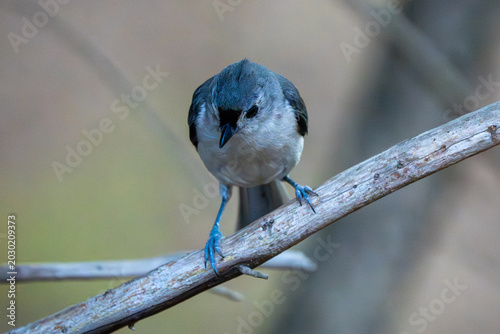 Titmouse in a tree.