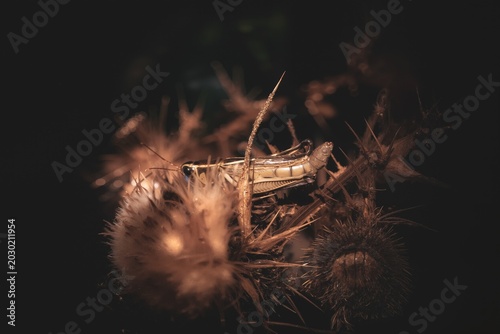 Foto Grasshopper on Dried Thistle at Night