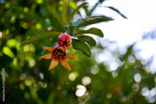 Canvas-taulu Pomegranate Punica Granatum Flower and Bud