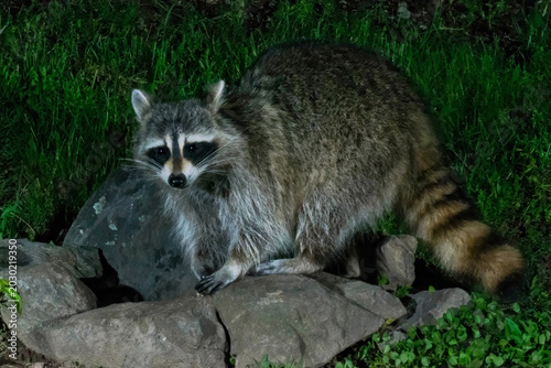 Fotografie Raccoon posing on a rock while foraging at night.