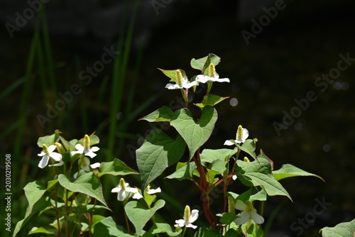 Quadro su tela Fish mint (Houttuynia cordata) flowers