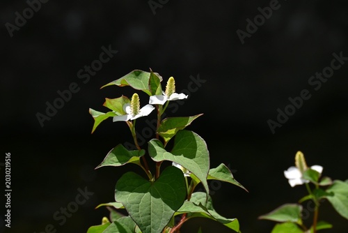 Foto Fish mint (Houttuynia cordata) flowers