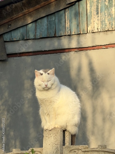 Photography dozing cat