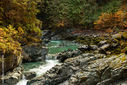 Fotografie Mountain river stream with clear turquoise water among trees, ferns and green moss in the rainforest