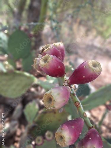 cactus fruit