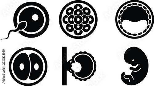 Foto Set of black and white icons representing human embryonic development stages