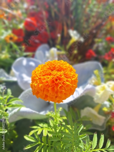 orange flower in garden