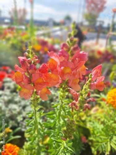 red and yellow flower