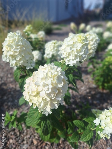 white flowers in the garden