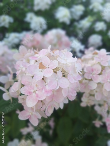 pink cherry blossom