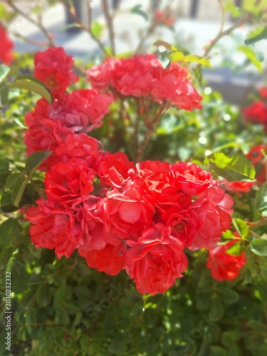 red and white flowers