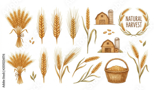 Natural harvest wheat and farm illustrations