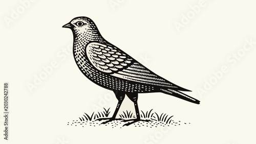 Bild auf Leinwand Bird illustration detailed black and white ink drawing