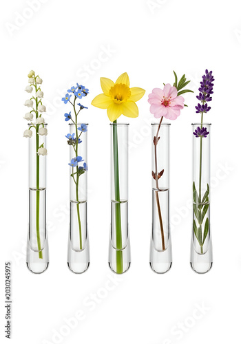 Five Spring Flowers in Glass Test Tubes Isolated on White