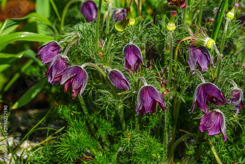 Photos Purple Pasque Flowers Blooming in a Garden
