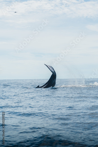 Ballena