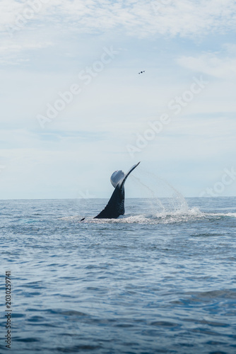 Ballena
