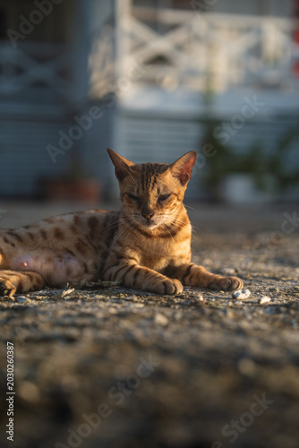 Felino